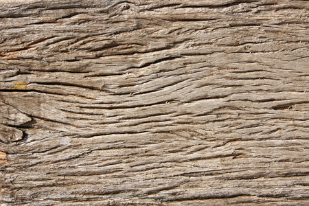 Horizontal or vertical natural background with tree bark texture. Close-up tree trunk texture of light brown colorの写真素材