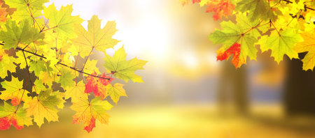 Calm fall season. Maple tree leaves on sunny beautiful nature autumn landscape. Horizontal autumn banner with  Maple leaf of red, green and yellow color. Copy space for textの写真素材