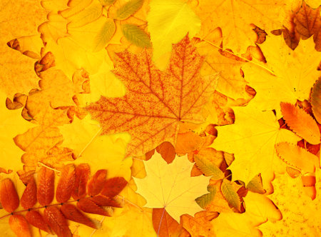 Calm fall season. Decorative backdrop from bright colourful autumn leaf of maple, rowanberry and birch. Horizontal or vertical fall season background. Top view of multi colored fallen autumn leavesの写真素材