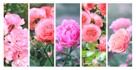 Sommerwind rose flowers on green sunny background. Set of pink and red rose flowers and green leaf. Collection of banners with rose flower with leavesの写真素材