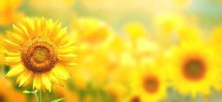 Sunflower on blurred sunny nature background. Horizontal agriculture summer banner with sunflowers field. Organic food production. Harvest of farm product. Oilseed crop. Copy space for textの写真素材