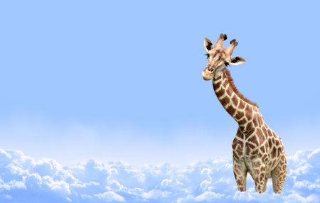 Cute curiosity giraffe on sky landscape background. The giraffe looks interested. Animal stares interestedly. Beautiful scenic with giraffe in the clouds. Copy space for textの写真素材