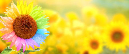 To be yourself, to be unique. Not like most. A field of yellow sunflowers and one colorful sunflower. Individuality, stand out from crowd, creative idea, be a different, independence conceptの写真素材