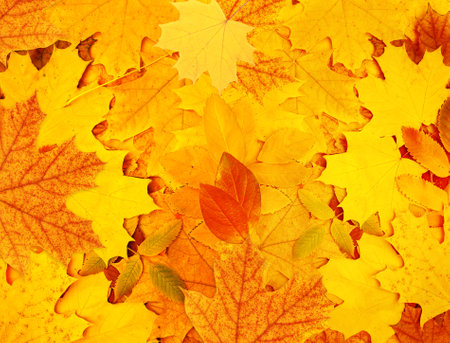 Calm fall season. Decorative backdrop from bright colourful autumn leaf of maple, rowanberry and birch. Horizontal or vertical fall season background. Top view of multi colored fallen autumn leavesの写真素材