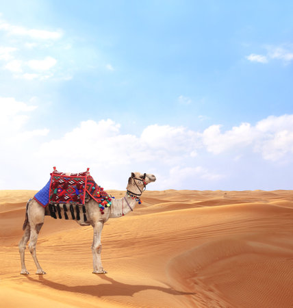 Camel in a colorful horse-clothes in desert with red sand dunes. Beautiful landscape with sand dunes in desert, blue sky and dromedary (arabian camel)の写真素材