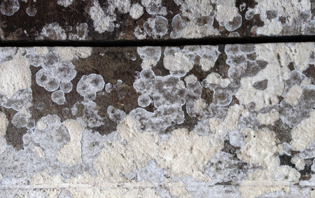 Lichen growing on stone. Mold stains on the wall. Old stone covered with lichen and moss. Dirty texture background with fungus or mold on stone surfaceの写真素材