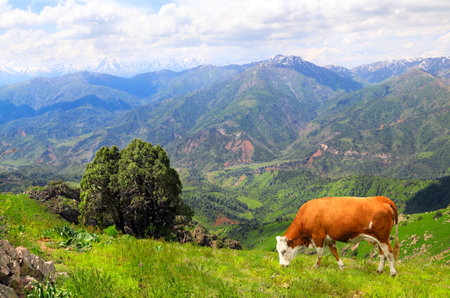 Cow grazing in a mountain meadow in Chimgan mountains, Tashkent region, Uzbekistan. View of idyllic mountain scenery in Western Tien Shan Mountains with green grass and red cow on sunny dayの写真素材