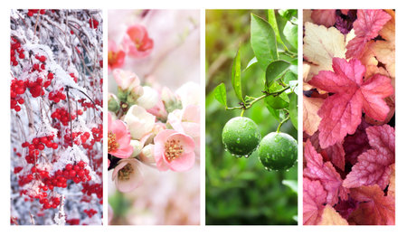Four seasons of year. Set of vertical nature banners with winter, spring, summer and autumn scenes. Nature collage with seasonal scenics. Copy space for textの写真素材