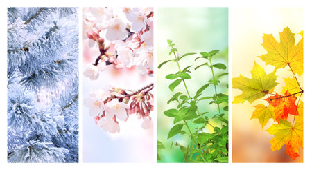 Four seasons of year. Set of vertical nature banners with winter, spring, summer and autumn scenes....