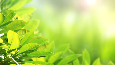 Green leaves on bokeh sunny light abstract background. Horizontal blurred abstract backdrop with new spring leafの写真素材