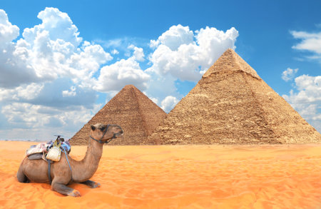 Camel resting on sand near to pyramids. Horizontal banner with Dromedary camel and two Great Pyramids, Giza, Cairo, Egypt. Topic of summer vacation, travel, trip abroad on vacation, cruises and toursの写真素材