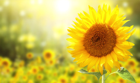 Sunflower on blurred sunny nature background. Horizontal agriculture summer banner with sunflowers field. Organic food production. Harvest of farm product. Oilseed crop. Copy space for textの写真素材