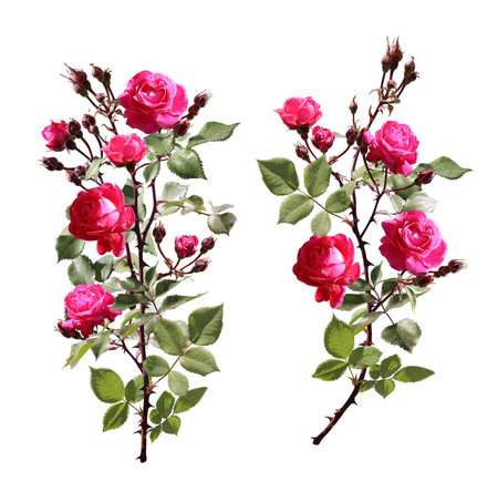 Set of Climbing rose branches with red flowers and green leaf. Collection of rose flower branch. Isolated on white backgroundの写真素材