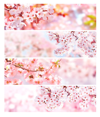 Set of horizontal banner with sakura flowers of white and pink colors. Collection of beautiful nature spring background with a branch of blooming sakura. Hanami time in Japan. Copy space for textの写真素材