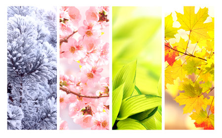 Four seasons of year. Set of vertical nature banners with winter, spring, summer and autumn scenes. Nature collage with beautiful seasonal scenics. Copy space for textの写真素材