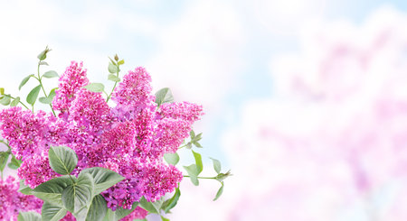 Branch of Lilac on sunny beautiful nature spring background. Summer scene with twig of Common Lilac (Syringa vulgaris) and flowers of purple color. Horizontal spring banner with flowers. Copy space for textの写真素材