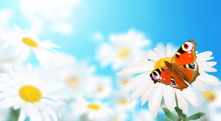 Peacock butterfly on wild flower of chamomile in a meadow on sunny nature spring background. Summer scene with camomile flower on blue sky backdrop. A picturesque colorful photo with a soft focusの写真素材
