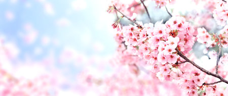 Horizontal banner with sakura flowers of pink color on sunny backdrop. Beautiful nature spring background with a branch of blooming sakura. Sakura blossoming season in Japanの写真素材