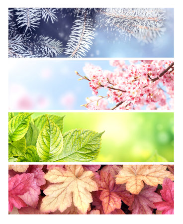 Four seasons of year. Set of horizontal nature banners with winter, spring, summer and autumn scenes. Nature collage with seasonal scenics. Copy space for textの写真素材