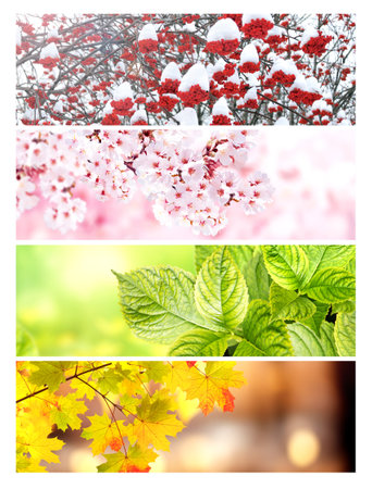 Set of horizontal nature banners. Four season of year. Each one features scene of nature, from the gentle snowfall of winter to the vibrant leaves of summer. Perfect for showcasing changing seasonsの写真素材
