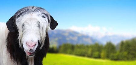 Black and white goat looking straight towards camera on mountain landscape background. Cute goat in a mountain meadow. View of idyllic mountain scenery with green grass and goat on sunny dayの写真素材