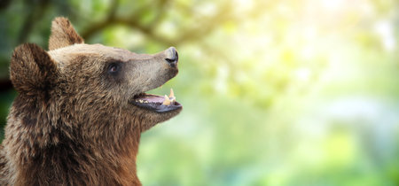 Horizontal summer banner with cute bear. Brown bear (Ursus arctos) on sunny forestland spring background. Copy space for your textの写真素材