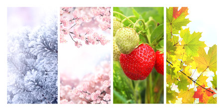 Set of vertical nature banners. Four season of year. Each one features scene of nature, from the...