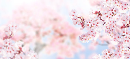 Horizontal banner with sakura flowers of pink color on blue sky backdrop. Beautiful nature spring background with a branch of blooming sakura. Sakura blossoming season in Japanの写真素材