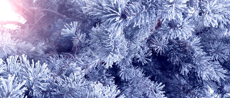 Horizontal Christmas background with pine branch, covered with frost. Holiday wintery banner with...
