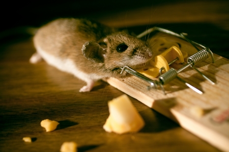 Cheese and Dead Mouse stock in a Mousetrap on the floor inside a house の写真素材