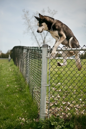 Husky jumping over an outdoor dog park fenceの写真素材
