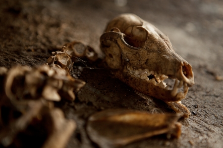 Old Abandoned Dog Skeleton on the ground  Spider webs a dust all around  Lots of details の写真素材