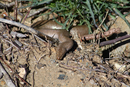 Coastal Rosy Boa baja california, mexico
