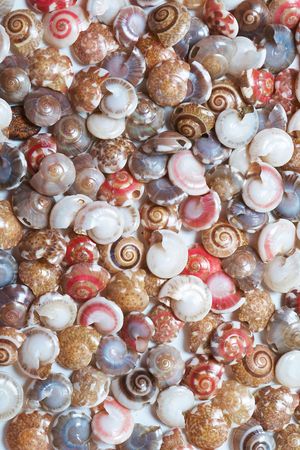 Set of colorful seashells