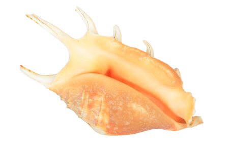 Sea shell isolated on white
