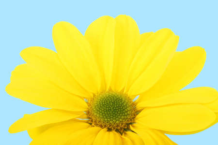 yellow daisy flowerの写真素材