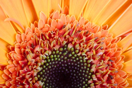 Macro photo of gerber flower. Hight res の写真素材