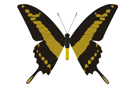 Butterfly isolated on white. Vector Illustrationのイラスト素材