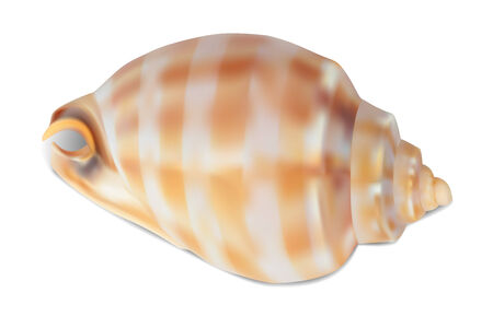 Seashell, isolated on white. Vector illustrationのイラスト素材