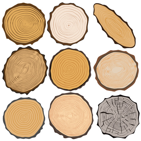 Wood texture and elements isolated. Vector illustrationのイラスト素材