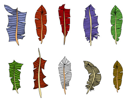 Feather Set. Vector illustration. Isolated on whiteのイラスト素材