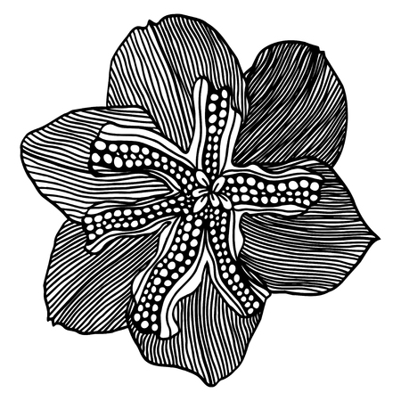 Vector sketch of flower narcissus. Hand draw illustration.のイラスト素材