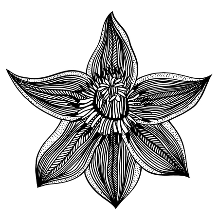 Vector sketch of flower lily. Hand draw illustration.のイラスト素材