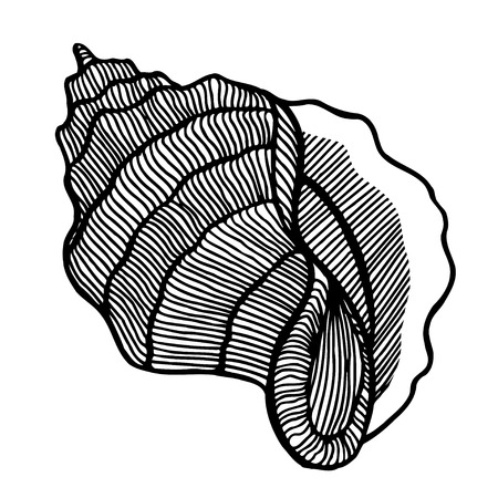 Black sea cockleshell. Hand Drawn aquatic doodle vector illustration. Sketch for tattoo or makhenda. Seashell collection. Ocean life.のイラスト素材