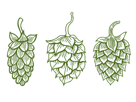 Hops herb plant which is used in the brewery of beer. For labels and packaging. Vector engraved illustration. Hand drawn Isolated on white backgroundのイラスト素材