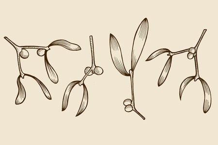 christmas mistletoe branch drawing. Hand drawn sketch style vector illustrationのイラスト素材