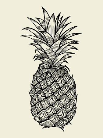 Pineapplefruit. Hand drawn vector sketch on beigeのイラスト素材