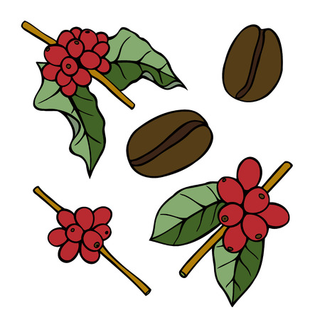 Colored Coffee branch sketch illustration. Plant with leaf. Natural caffeine drink. Vector vintage drawn engraving on white backgroundのイラスト素材