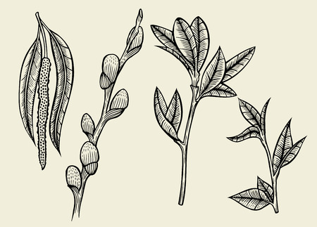 Hand drawn herbal flowers isolated on white background vector illustrationのイラスト素材