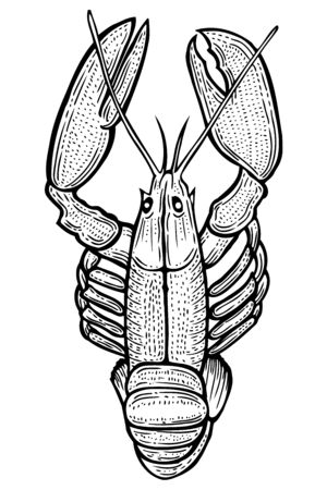 Lobster hand drawn sketch style vector illustration. Old hand drawn engraving imitation.のイラスト素材
